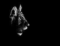 Lion (Panthera leo) side profile of head, at night, Central Kalahari Game Reserve, Botswana, digitally enhanced