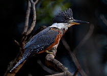 Ringed kingfisher (Ceryle torquata) female profile, Pantanal, Brazil