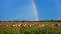 Springbok (Antidorcas marsupialis) herd on plains under rainbow, Central Kalahari Game Reserve, Botswana