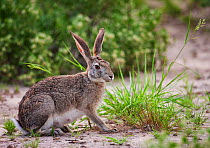 Scrub hare (Lepus saxatilis) Central Kalahari Game Reserve, Botswana