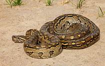 African Rock python (Python sebae) coiled on ground, Savuti, Botswana