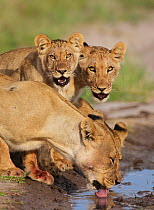 African lion (Panthera leo) lioness drinking from puddle with two cubs, Central Kalahari Game Reserve, Botswana