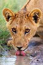 Lion (Panthera leo) cub drinking portrait, Central Kalahari Game Reserve, Botswana