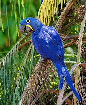Hyacinth Macaw (Anodorhynchus hyacinthinus) perched in tree, Pantanal, Brazil, IUCN Vulnerable