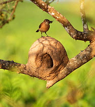 Rufous Hornero / Ovenbird (Furnarius rufus) perched on  nest, Pantanal, Brazil