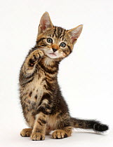 Tabby kitten, Picasso, 8 weeks, with raised paw.