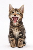 Tabby kitten, Picasso, 7 weeks, yawning.