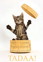 Tabby kitten, Picasso, age 10 weeks, leaping out of wicker basket with the word 'Tadaa!' added digitally underneath
