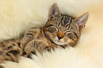 Tabby kitten, Picasso, age 3 months, sleeping on a fluffy rug.