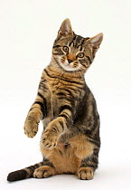 Tabby kitten, Smudge, age 3 months, standing up on haunches.