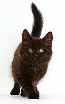 Fluffy black kitten, 10 weeks, walking.