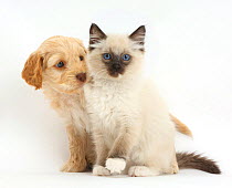 Ragdoll kitten and Cockapoo (Cavalier King Charles Spaniel cross Poodle) puppy.