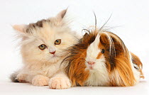Persian kitten and Guinea pig.