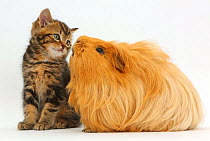 Tabby kitten, age 7 weeks , and Guinea pig.