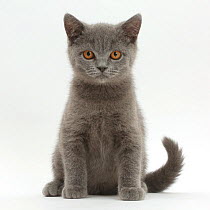 Blue British Shorthair kitten sitting.