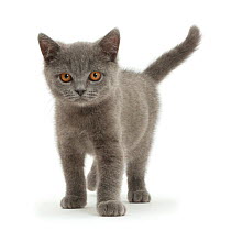 Blue British Shorthair kitten standing.