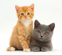 Ginger kitten and Blue British Shorthair kitten.
