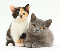 Tortoiseshell kitten and Blue British Shorthair kitten.