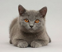 Blue British Shorthair kitten on grey background.