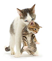 Tabby-and-white Siberian-cross mother cat carrying her tabby kitten, 4 weeks.