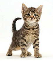 Tabby kitten, 6 weeks, standing.