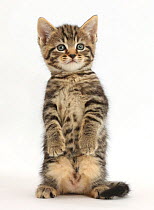 Tabby kitten, 6 weeks, standing on hind legs.
