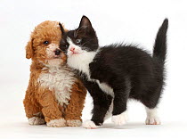 Black-and-white kitten, Solo, 6 weeks, rubbing against F1b toy Goldendoodle (Golden Labrador cross Toy poodle) puppy.
