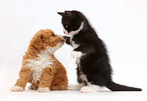 Black-and-white kitten, Solo, 6 weeks, dabbing at F1b toy goldendoodle (Golden Labrador cross Toy poodle) puppy.