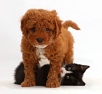Black-and-white kitten, Solo, 7 weeks, playing with F1b toy Cavapoo (Cavalier King Charles Spaniel cross Poodle) puppy.