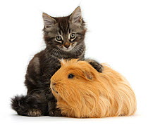 Tabby kitten, Squidge, 10 weeks, with ginger Guinea pig.