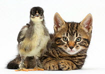 Tabby kitten, Smudge, 7 weeks, with a domestic hen chick.