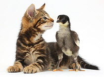 Tabby kitten, Picasso, 7 weeks, with a domestic hen chick.