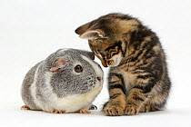 Tabby kitten, Picasso, 8 weeks, face to face with a Guinea pig.