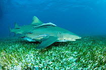 Lemon shark (Negaprion brevirostris) with accompanying Remoras, Northern Bahamas, Caribbean Sea, Atlantic Ocean