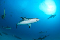 Caribbean reef sharks (Carcharhinus perezi) Northern Bahamas, Caribbean Sea, Atlantic Ocean