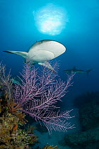 Caribbean reef sharks (Carcharhinus perezi) swimming over the reef, Northern Bahamas, Caribbean Sea, Atlantic Ocean