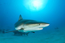 Caribbean reef sharks (Carcharhinus perezi)  Northern Bahamas, Caribbean Sea, Atlantic Ocean