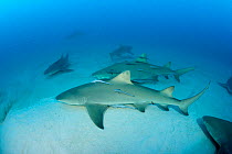 Lemon sharks (Negaprion brevirostris) with accompanying Remoras, Northern Bahamas, Caribbean Sea, Atlantic Ocean
