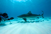Scuba diver taking picture of Tiger shark (Galeocerdo cuvier) Northern Bahamas, Caribbean Sea, Atlantic Ocean. March 2009.