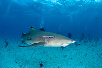 Lemon shark (Negaprion brevirostris) with accompanying Remoras watched by scuba divers, Northern Bahamas, Caribbean Sea, Atlantic Ocean. March 2009.