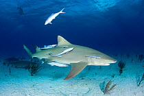 Lemon shark (Negaprion brevirostris) with accompanying Remora or suckerfish, Northern Bahamas, Caribbean Sea, Atlantic Ocean