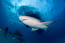 Lemon shark (Negaprion brevirostris) Northern Bahamas, Caribbean Sea, Atlantic Ocean