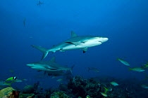 Caribbean reef sharks (Carcharhinus perezi) Northern Bahamas, Caribbean Sea, Atlantic Ocean