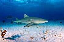 Lemon shark (Negaprion brevirostris) with accompanying Remora, Northern Bahamas, Caribbean Sea, Atlantic Ocean