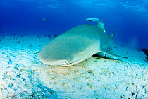 Lemon shark (Negaprion brevirostris) with accompanying Remoras, Northern Bahamas, Caribbean Sea, Atlantic Ocean