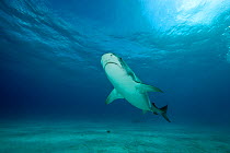 Tiger shark (Galeocerdo cuvier) Northern Bahamas, Caribbean Sea, Atlantic Ocean