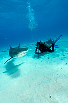 Scuba diver and Tiger shark (Galeocerdo cuvier) Northern Bahamas, Caribbean Sea, Atlantic Ocean. March 2009.