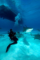 Scuba diver and Tiger shark (Galeocerdo cuvier) Northern Bahamas, Caribbean Sea, Atlantic Ocean. March 2009.