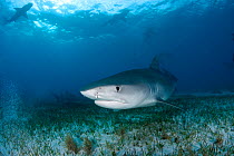 Tiger shark (Galeocerdo cuvier) Northern Bahamas, Caribbean Sea, Atlantic Ocean
