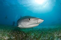 Tiger shark (Galeocerdo cuvier) Northern Bahamas, Caribbean Sea, Atlantic Ocean.